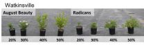 Water content thresholds recommended for Gardenia jasminoides