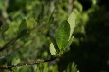 We can’t distinguish wild coca plants from those grown to make cocaine