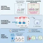 Weaker transcription factors are better when they work together 2