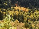 Western aspen trees commonly carry extra set of chromosomes