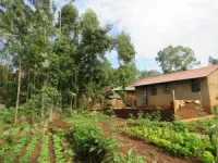 Western Kenyan farmers favor restoring land with native trees. Yet barriers remain 2