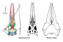 Whale like filter-feeding discovered in prehistoric marine reptile