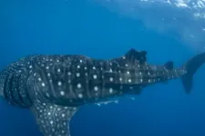 Whale shark shipping collisions may increase as oceans warm