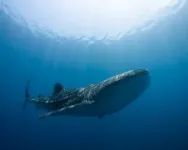 Whale shark shipping collisions may increase as oceans warm 2