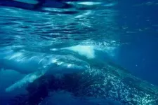 Whale song has structure similar to human language 3