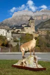 What can we learn from vanishing wildlife species: The case of the Pyrenean Ibex