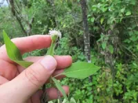 What Darwin couldn’t see: Expedition to uncover invisible life in Galápagos 2