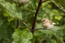 What does the study of domesticated birds tell us about the evolution of human language?