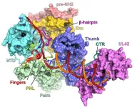 What enables herpes simplex virus to become impervious to drugs?