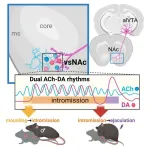 What happens in the male mouse brain during sex