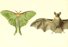 What is it good for? Absolutely one thing. Luna moths use their tails solely for bat evasion