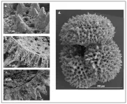 What microscopic fossilized shells tell us about ancient climate change