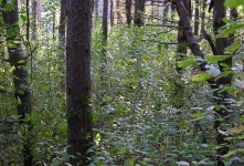 What motivates family forest landowners to manage invasive species?