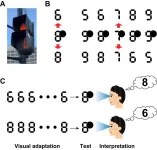 What numbers do you see? A new bistable perceptual phenomenon on symbolic numbers