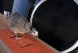 What quails can teach us about the gait of dinosaurs 2