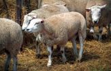 Whats in the sheep genome? Wool see