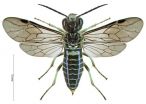 Whats on the menu for young African sawflies?