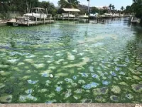 What’s really ‘fueling’ harmful algae in Florida’s lake Okeechobee? 2