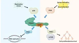 When cells sense the cue for growth