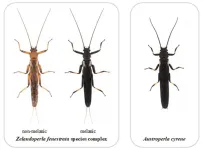 When cheating pays – survival strategy of insect uncovered