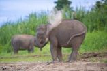 When conservation goes genomics: Finding needles in a haystack