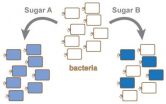 When faced with some sugars, bacteria can be picky eaters