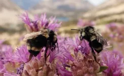 When it comes to bumblebees, does size matter?