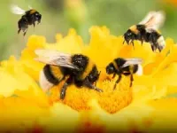 When it comes to bumblebees, does size matter? 2