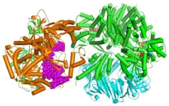 When it comes to DNA replication, humans and baker’s yeast are more alike than different