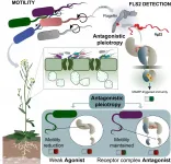 When synthetic evolution rhymes with natural diversity