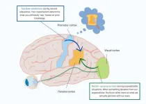 When we see what others do, our brain sees not what we see, but what we expect