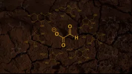 Where did the first sugars come from?