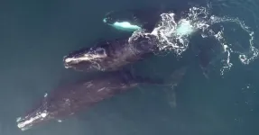 Where have all the right whales gone?