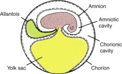 Which came first: the reptile or the egg?