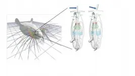 Whisker simulation gives insight into mammals sense of touch