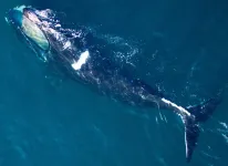 WHOI and NOAA fisheries release new North Atlantic right whale health assessment review