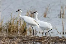 Whooping cranes steer clear of wind turbines when selecting stopover sites