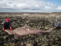 Why a surprising discovery, warming seas and the demise of the ‘Meg’ may spell trouble for more and more sharks