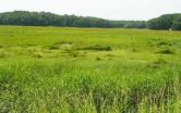 Why are coastal salt marshes falling apart?