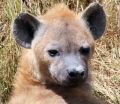 Why are there no hyenas in Europe?