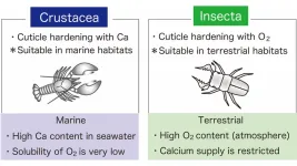 Why are there so few insects in the ocean?