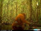 Why did the orangutan come down from the trees? 2