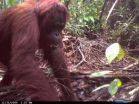 Why did the orangutan come down from the trees? 3