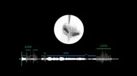 Why do flies fall in love? Researchers tease out the signals behind fruit fly courtship songs 2