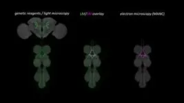 Why do flies fall in love? Researchers tease out the signals behind fruit fly courtship songs 3