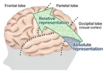 Why does one person develop schizophrenia while another does not? A leading psychiatric geneticist investigates the answer 2