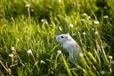 Why getting in touch with our ‘gerbil brain’ could help machines listen better