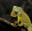 Why lizards have bird breath