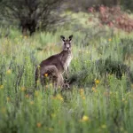 Why you won’t see kangaroos in Java but you will find goannas in Australia