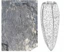 Widespread tetraradial symmetry among early fossil sponges